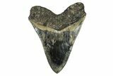 Serrated, Fossil Megalodon Tooth - Indonesia #279184-2
